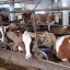 Оценка состояния молочного производства  сельскохозяйственных предприятий.